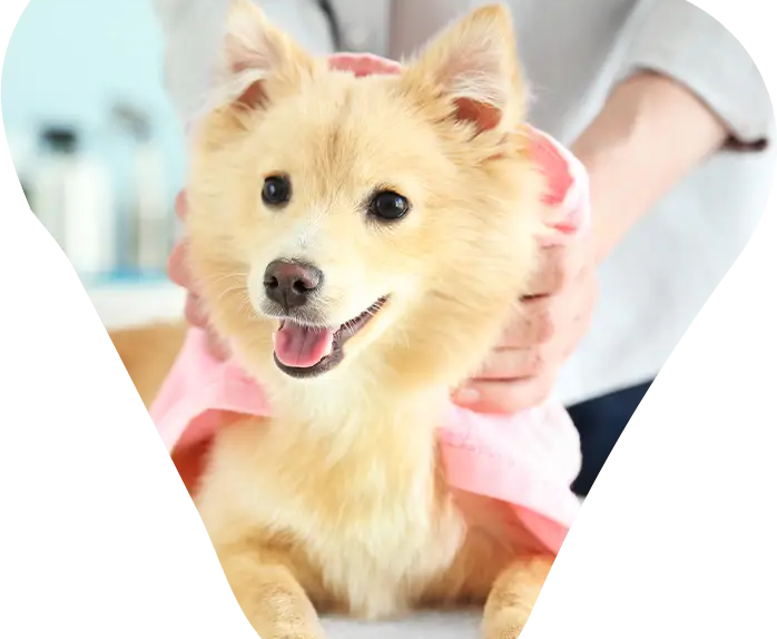 The Importance Of Mobile Dog Grooming Services